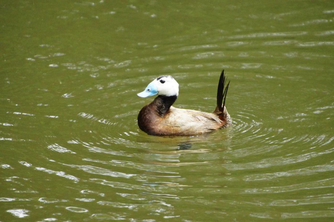 Gaestewohnung Hardinghaus Am Teich Warendorf Bagian luar foto